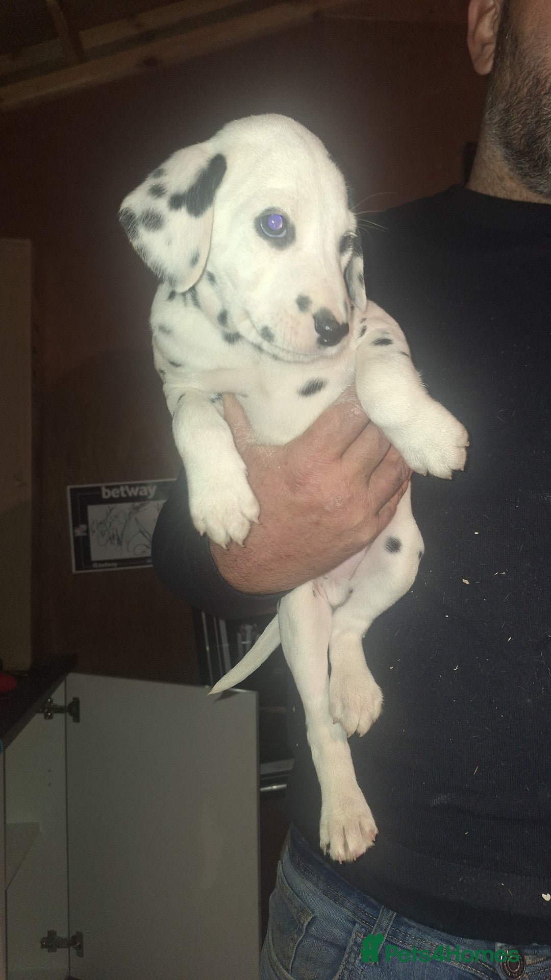 Dalmatian dogs for sale: Dalmatian pups - Image 9