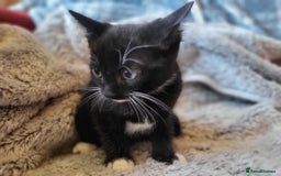 Mixed Breed cats for sale: 4 beautiful little kittens  - Image 22