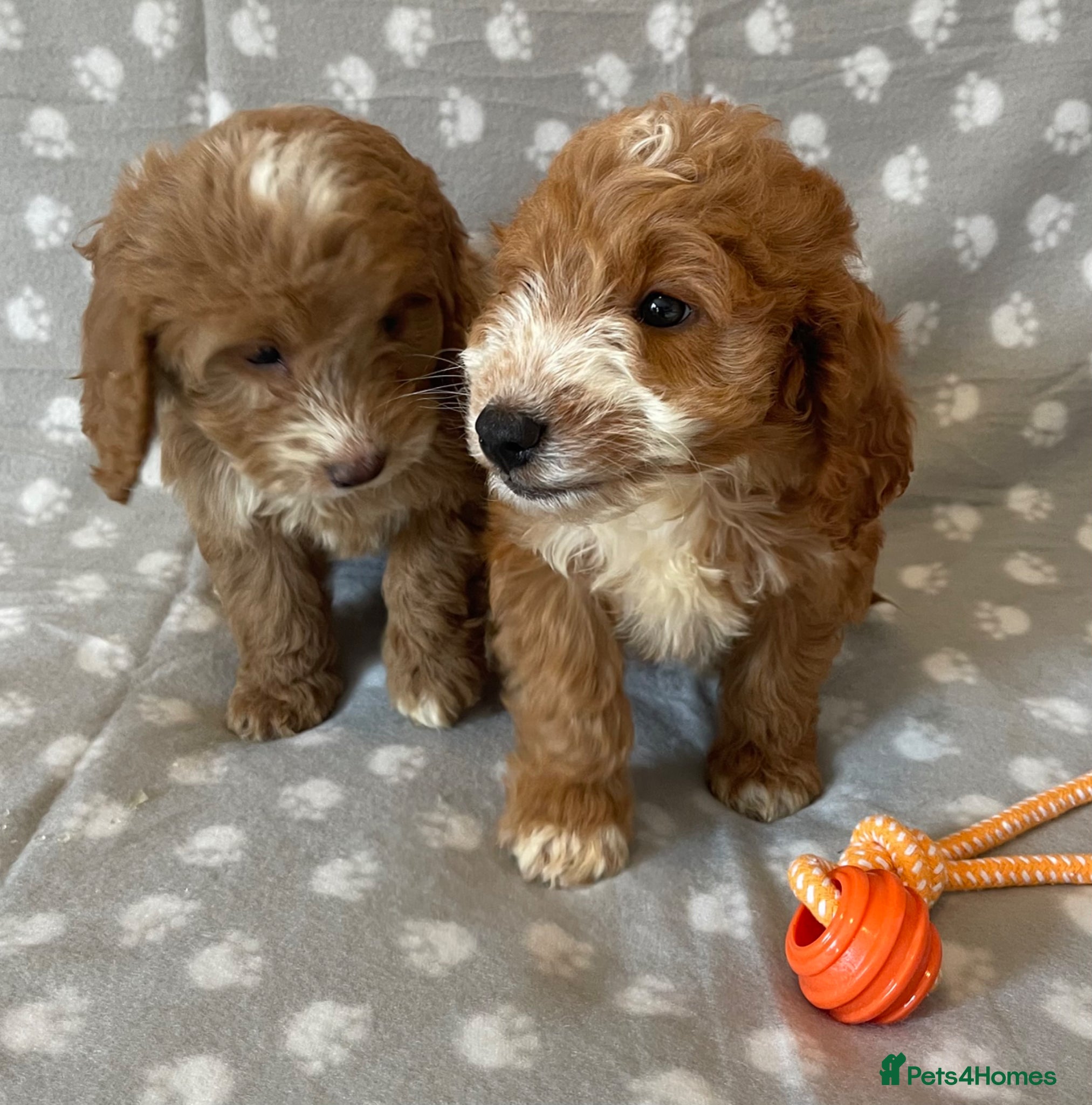Cockapoo dogs Beautiful cockerpoo pups NOW READY - Advert 2