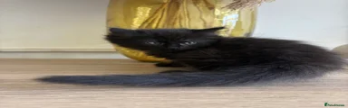 Kitten 3