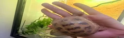 Tortoise reptiles for sale: Horsefield Tortoise, enclosure and accessories  - Advert 4