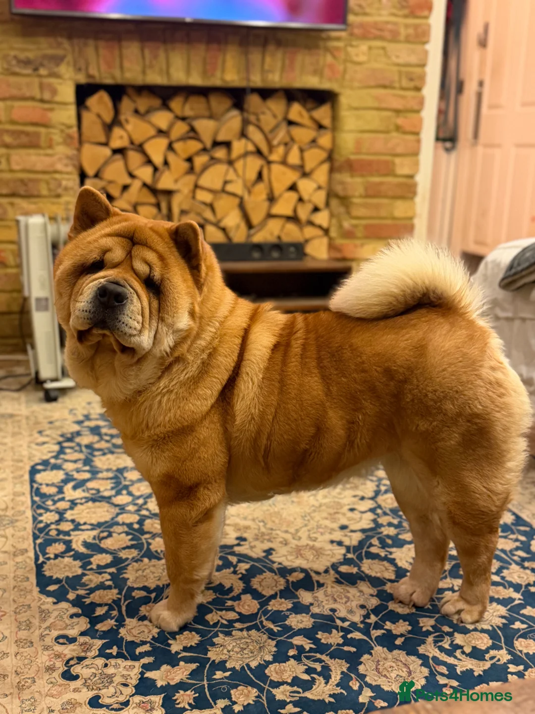 Chow Chow dogs for sale: The most beautiful smooth chow 3 years old girl - Advert 1