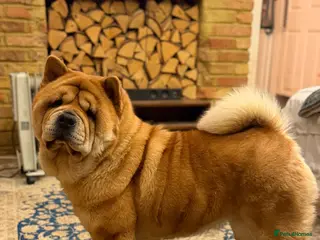 Chow Chow dogs The most beautiful smooth chow 3 years old girl - Advert 3