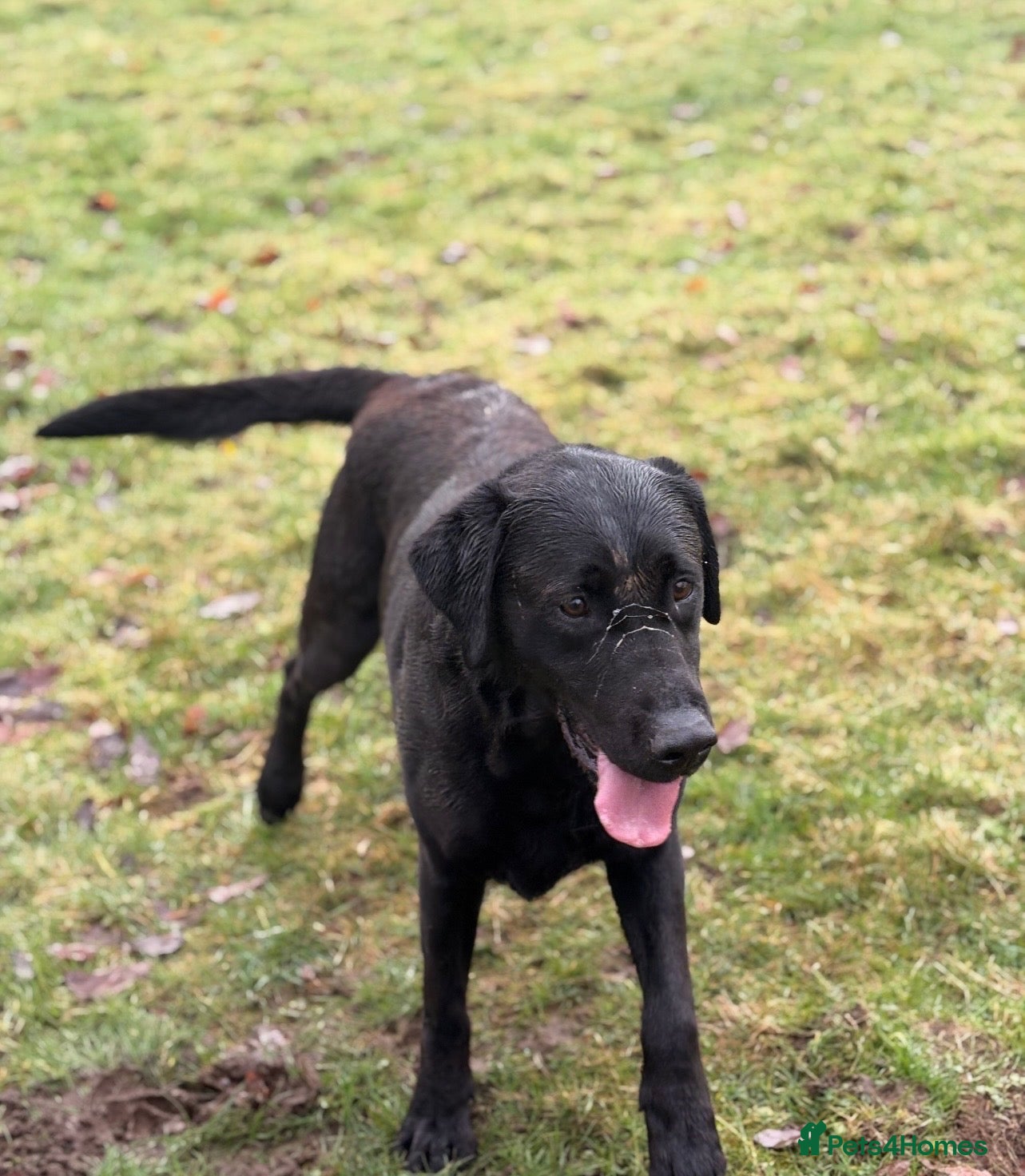 Labrador Retriever dogs Labrador for stud - Advert 1