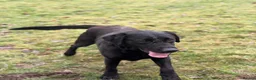 Labrador Retriever dogs for stud: Labrador for stud - Advert 1