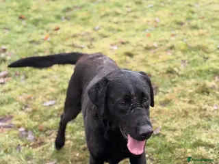 Labrador Retriever dogs Labrador for stud - Advert 1