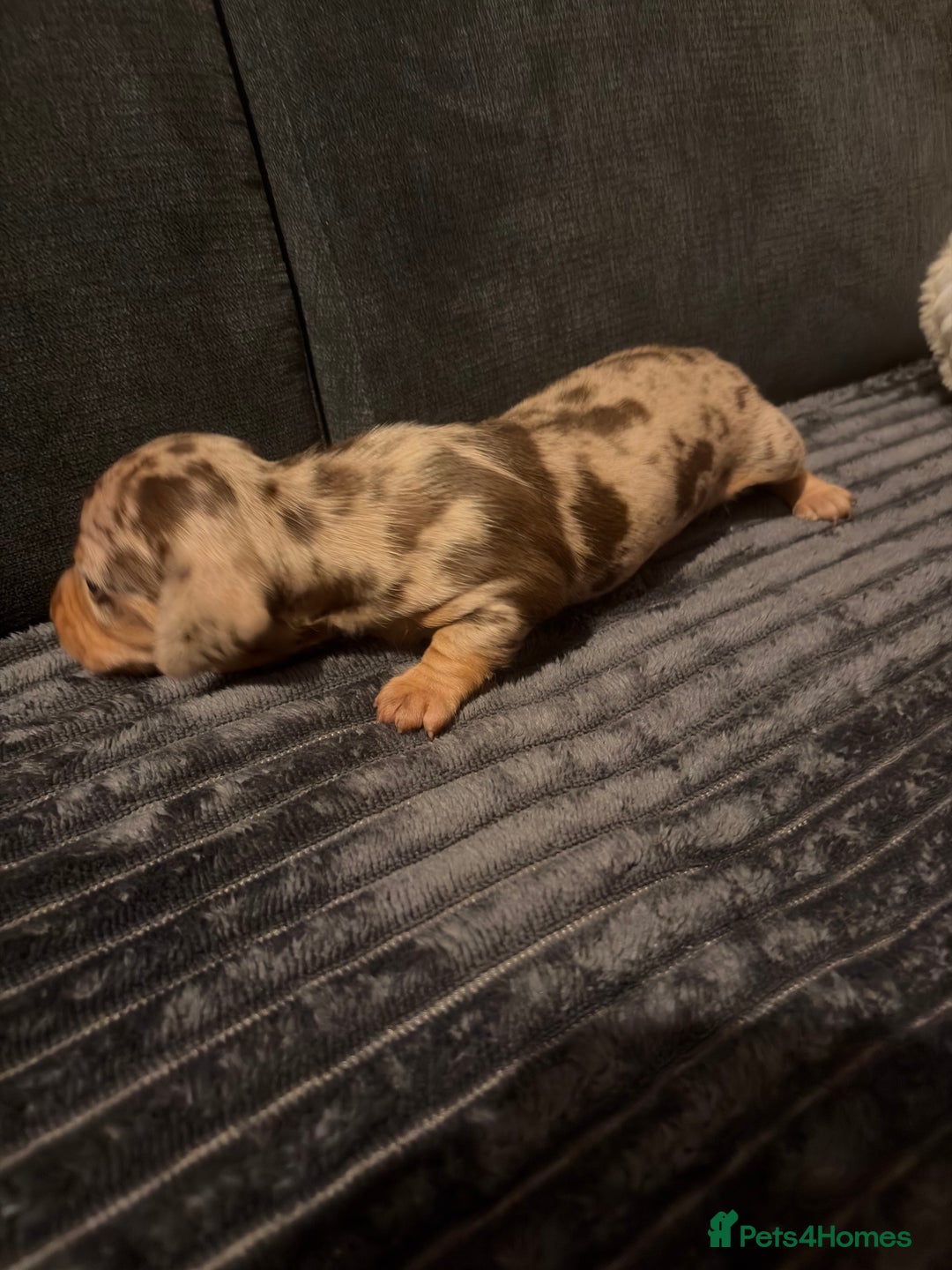 Miniature Dachshund dogs for sale: 🐾 Miniature Dachshund Puppies KC Registered  - Advert 7