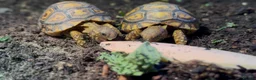 Tortoise reptiles for sale: BABY LEOPARDS & SET UPS - Advert 3