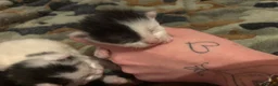 Maine Coon cats for sale: Beautiful Maine coon cross kittens - Advert 11