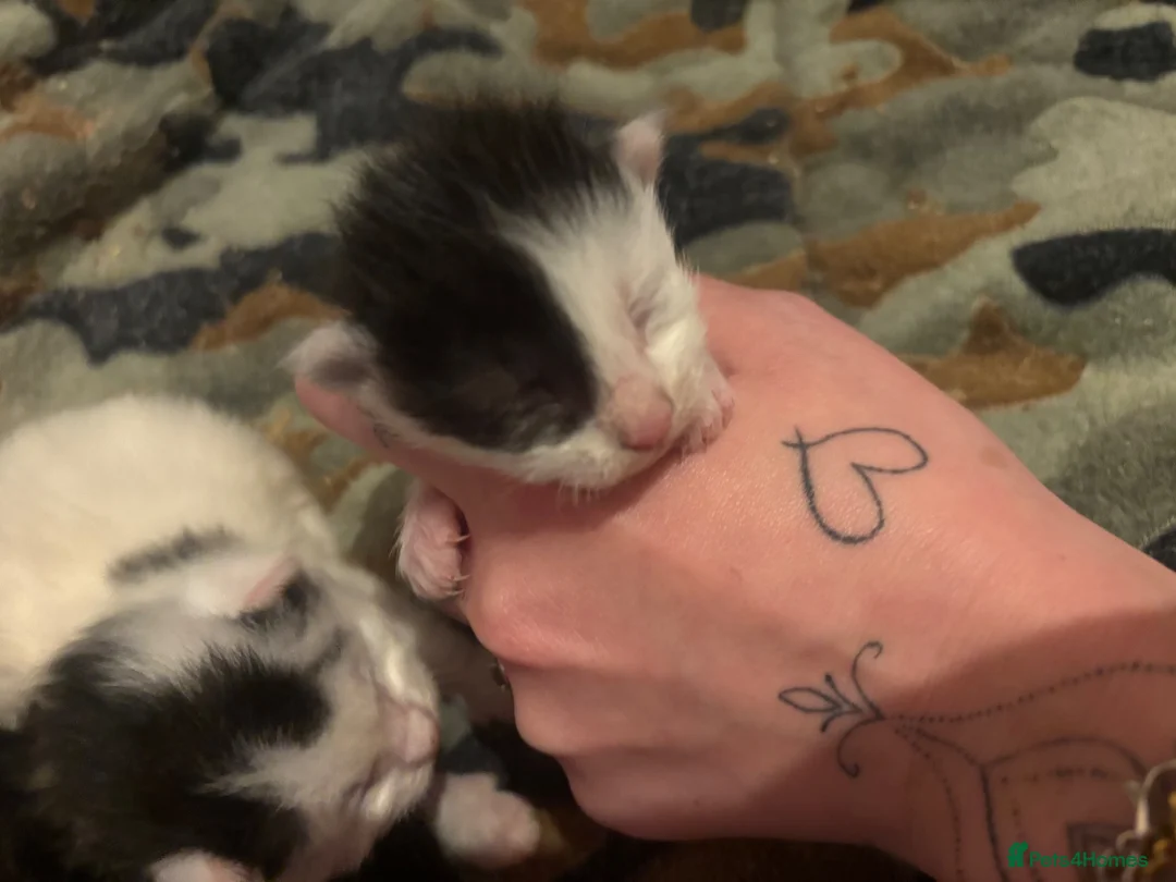 Maine Coon cats for sale: Beautiful Maine coon cross kittens - Advert 11