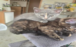 Mixed Breed cats for sale: 3 female kittens available mum British shorthair  - Image 6