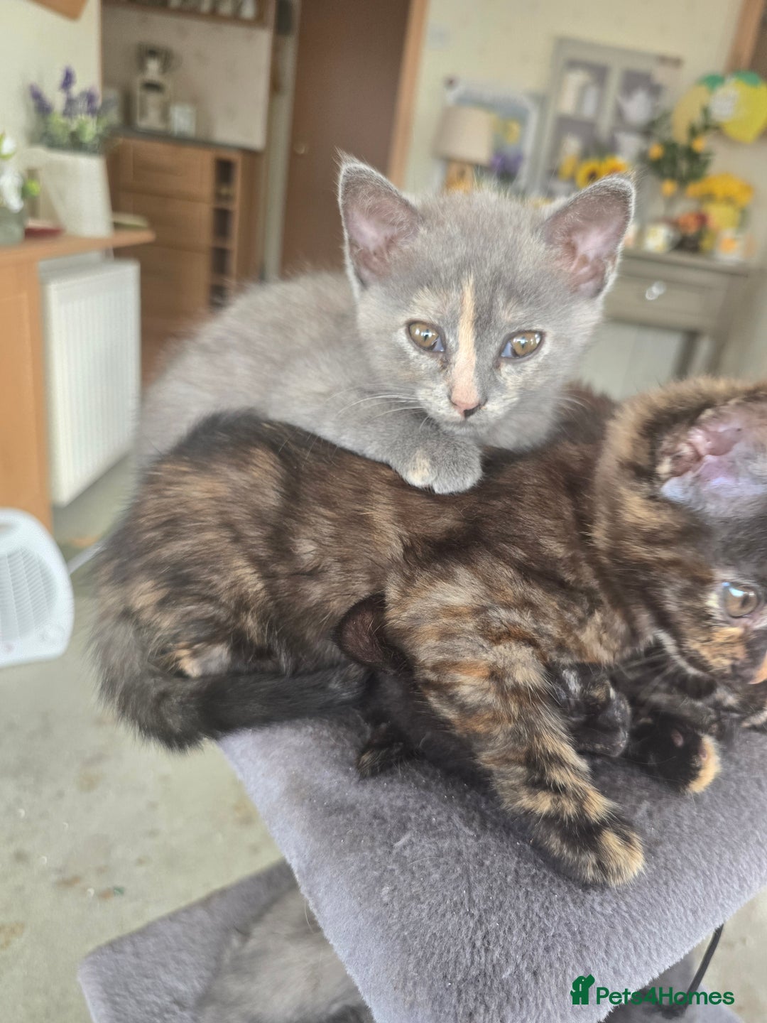 Mixed Breed cats for sale: 3 female kittens available mum British shorthair  - Image 6