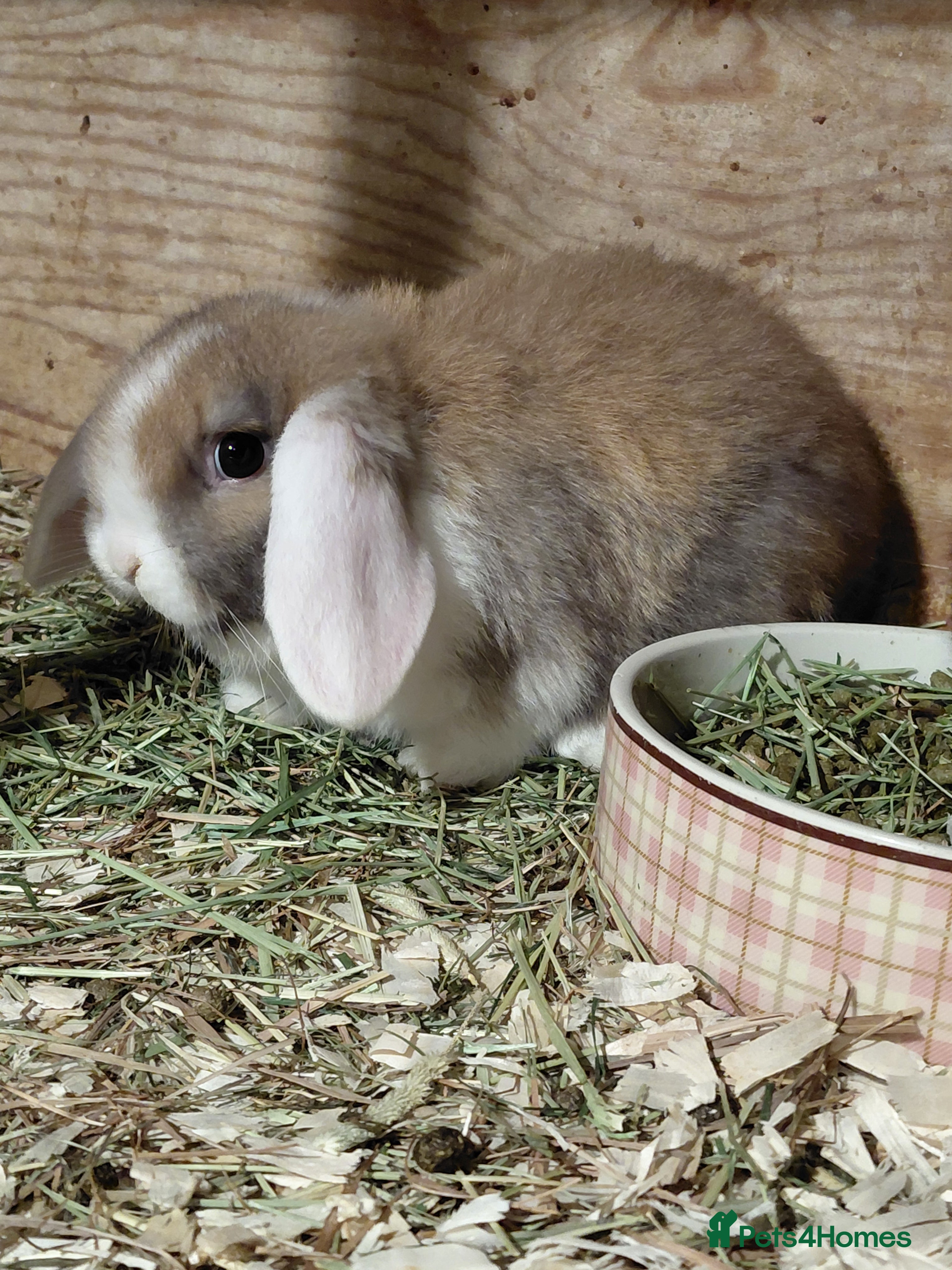Mini Lop rabbits Mini Lop babies.  - Advert 12