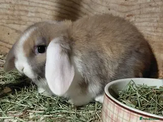 Mini Lop rabbits Mini Lop babies. - Advert 12