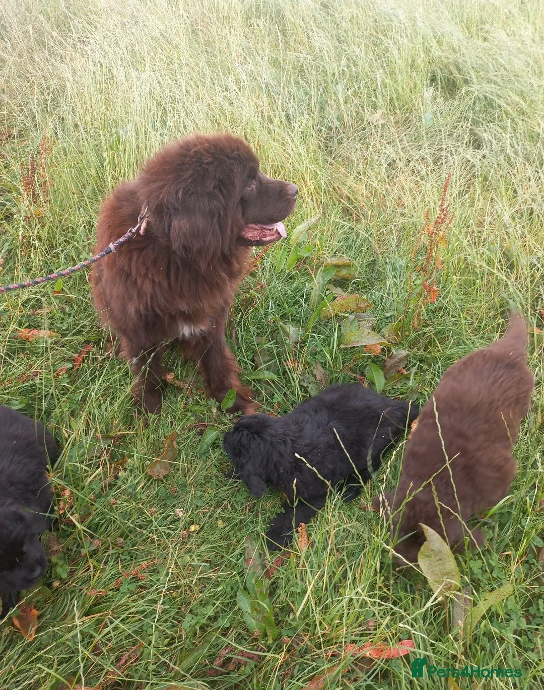Newfoundland dogs for sale: Georgeous Newfoundland Puppies  - Advert 6