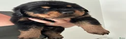 Rottweiler dogs for sale: OUTSTANDING QUALITY GERMAN ROTTWEILER PUPPIES  - Advert 21