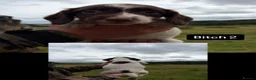 English Springer Spaniel dogs for sale: KC Springer Spaniel pups for sale in Duns - Advert 2