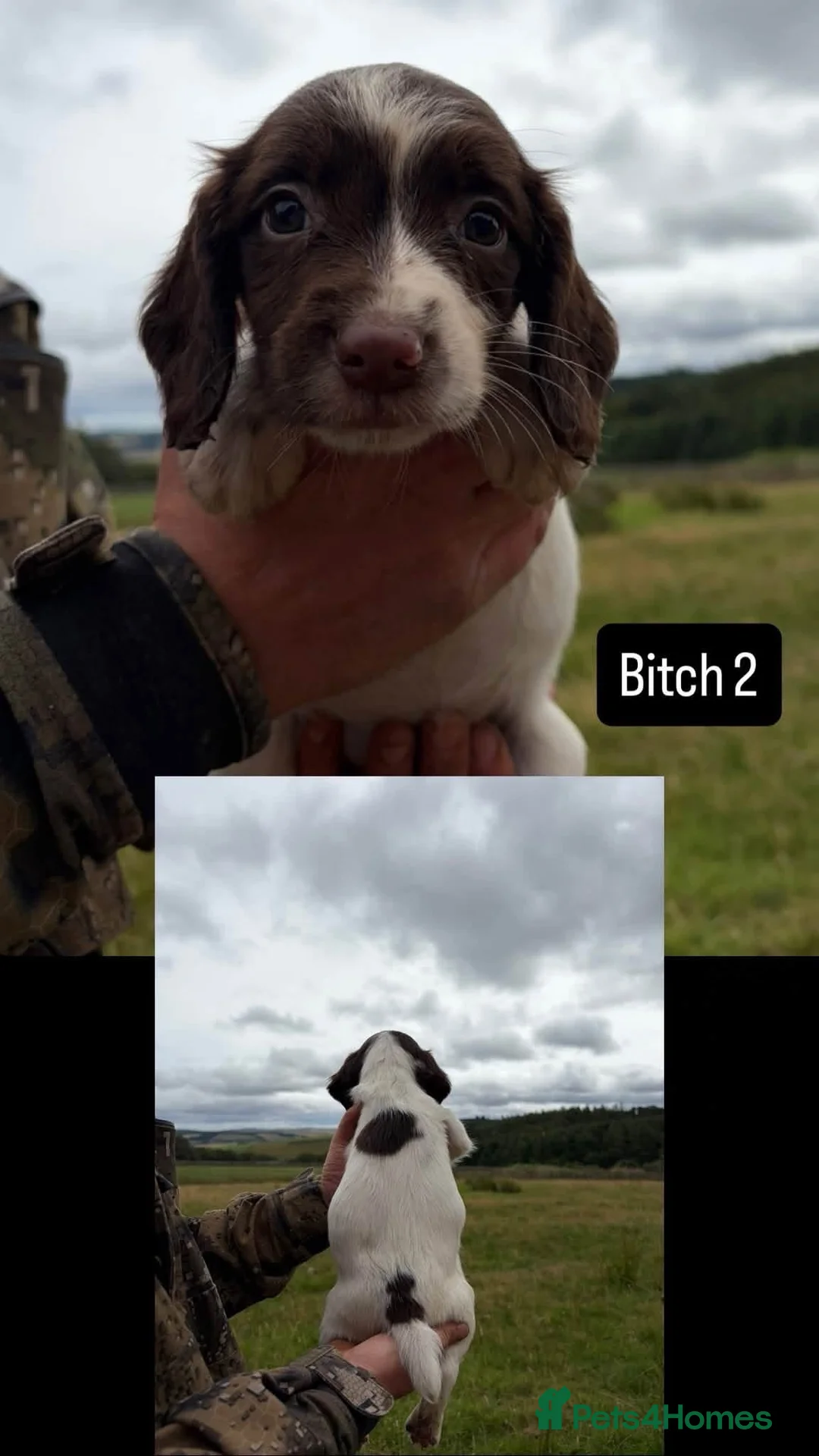 English Springer Spaniel dogs for sale: KC Springer Spaniel pups for sale in Duns - Advert 2