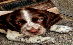 Sprocker dogs for sale: Sprocker F1  - Image 21