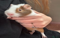 Guinea Pig rodents for sale: 3 bonded males 5 weeks old  - Image 16