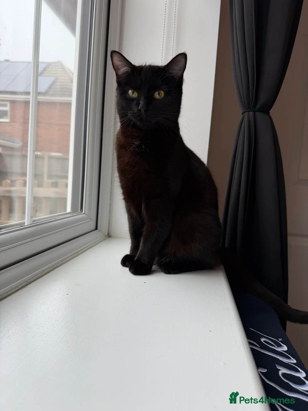 Mixed Breed cats for sale: Need rehoming  - Advert 2