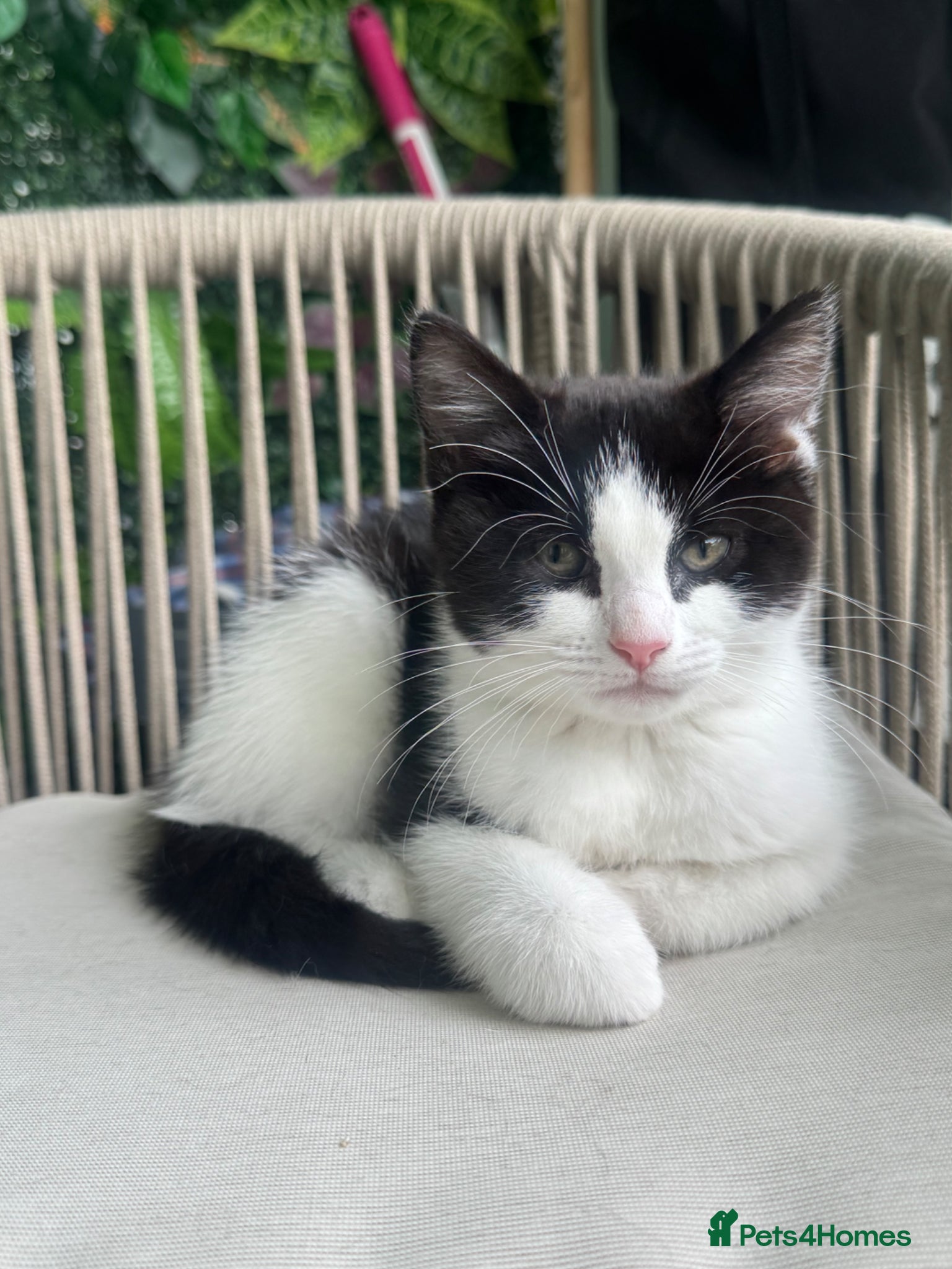 Mixed Breed cats Beautiful Ragdoll x Calico Kitten - Advert 17