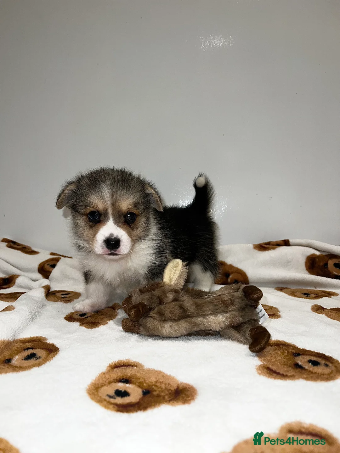 Welsh Corgi Pembroke dogs for sale: Welsh Pembroke corgi - Advert 2