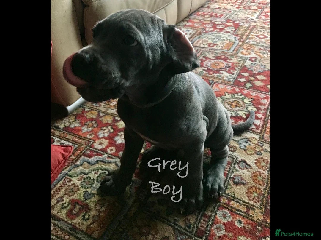 Cane Corso dogs for sale: Stunning 4th Generation Cane Corse Pups  - Advert 23