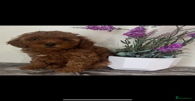 Toy Poodle dogs - Advert 6