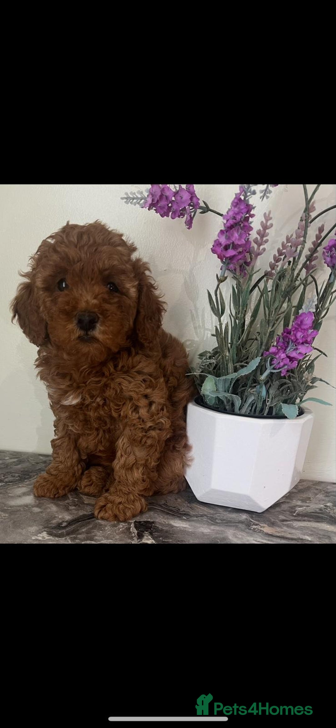 Toy Poodle dogs for sale: Beautiful Red Toy Poodle Puppies - Image 3
