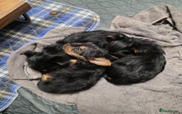 Yorkshire Terrier dogs for sale: Gorgeous small Yorkshire terrier puppies  - Image 4