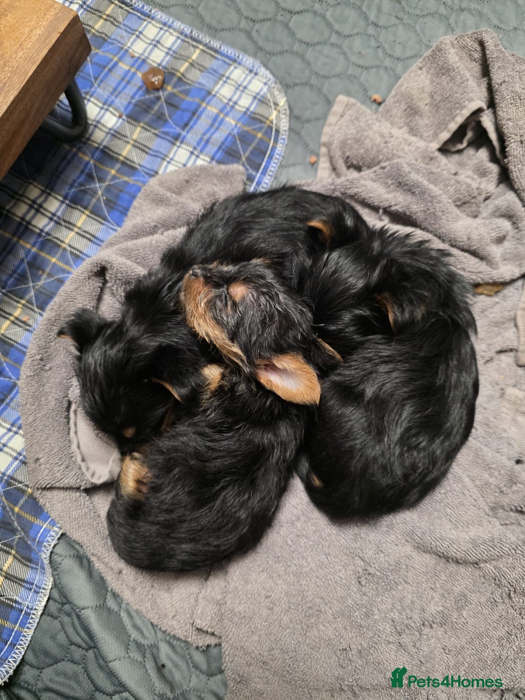 Yorkshire Terrier dogs for sale: Gorgeous small Yorkshire terrier puppies  - Image 4