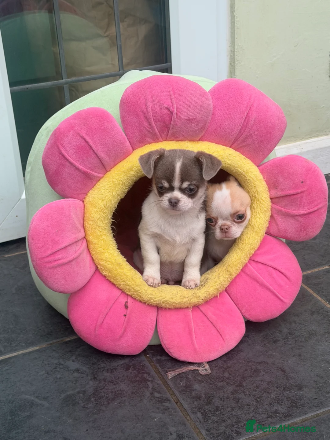 Chihuahua dogs for sale: KC registered chihuahua amazing green eyes  - Advert 4