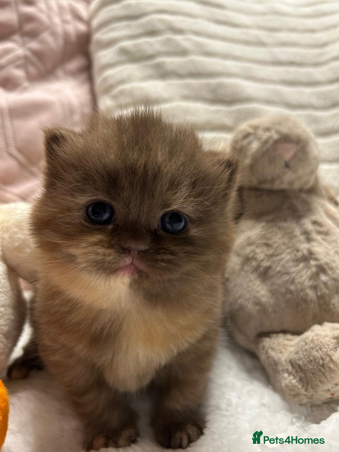 British Shorthair cats for sale: GCCF BRITISH SHORTHAIR KITTENS - Advert 9