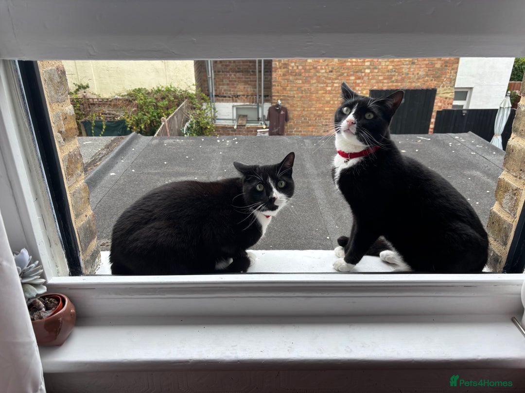British Shorthair cats for sale: Two boys looking for a loving home - Image 2