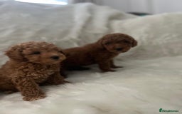 Cavapoo dogs for sale: Mixed litter of adorable cavapoo puppies - Advert 8
