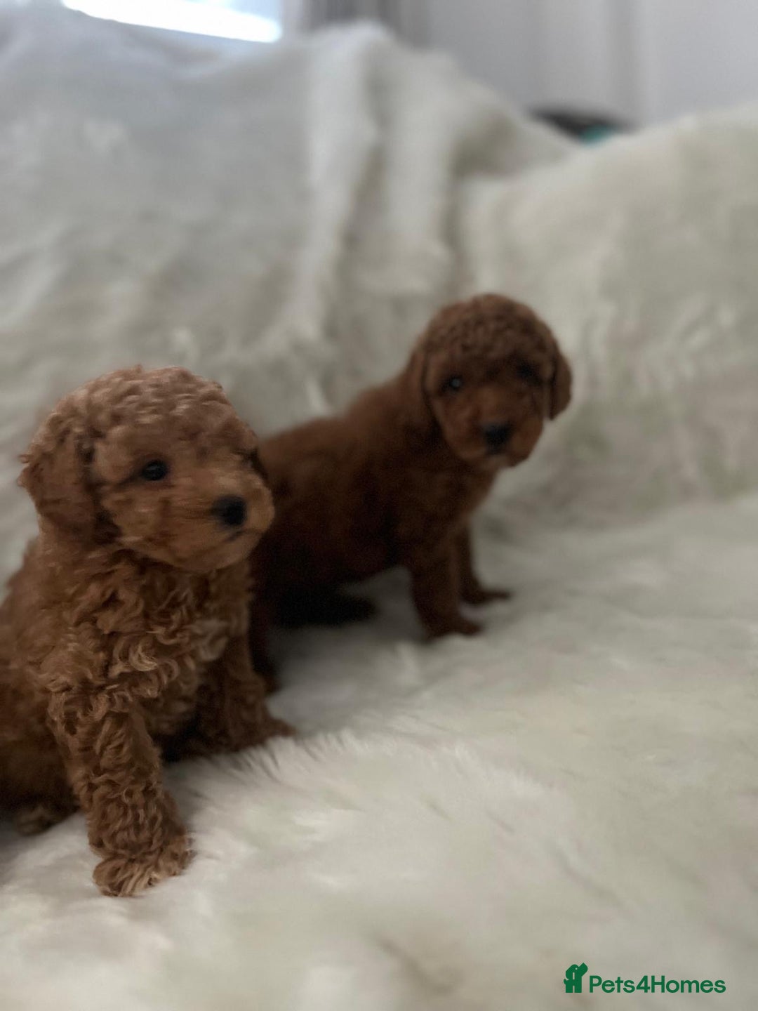 Cavapoo dogs for sale: Mixed litter of adorable cavapoo puppies - Advert 8