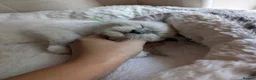 Ragdoll cats for sale: 💛GCCF 💛Ragdoll blue point mitted kittens  - Advert 15