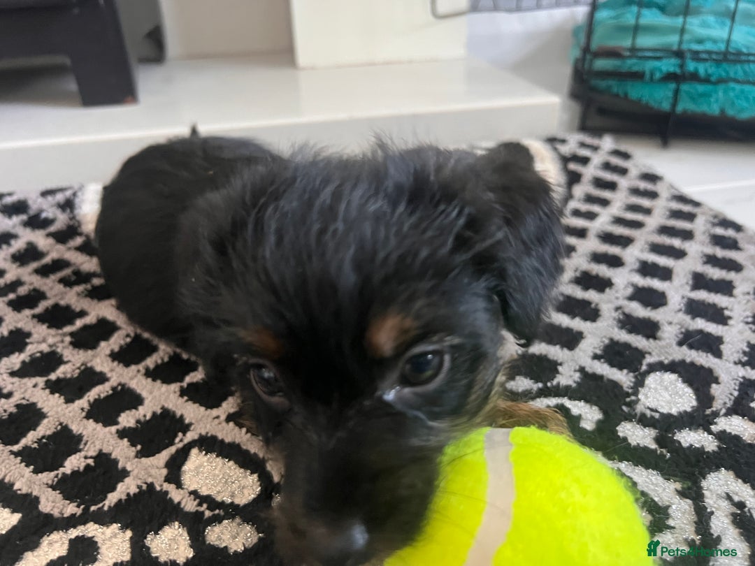 Jack Russell dogs for sale: Jackrussel  - Image 15