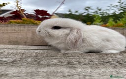 Mini Lop rabbits for sale: Adorable mini lop and lion lop babies - Image 2