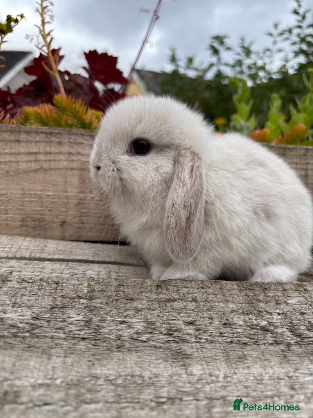 Mini Lop rabbits for sale: Adorable mini lop and lion lop babies - Image 2