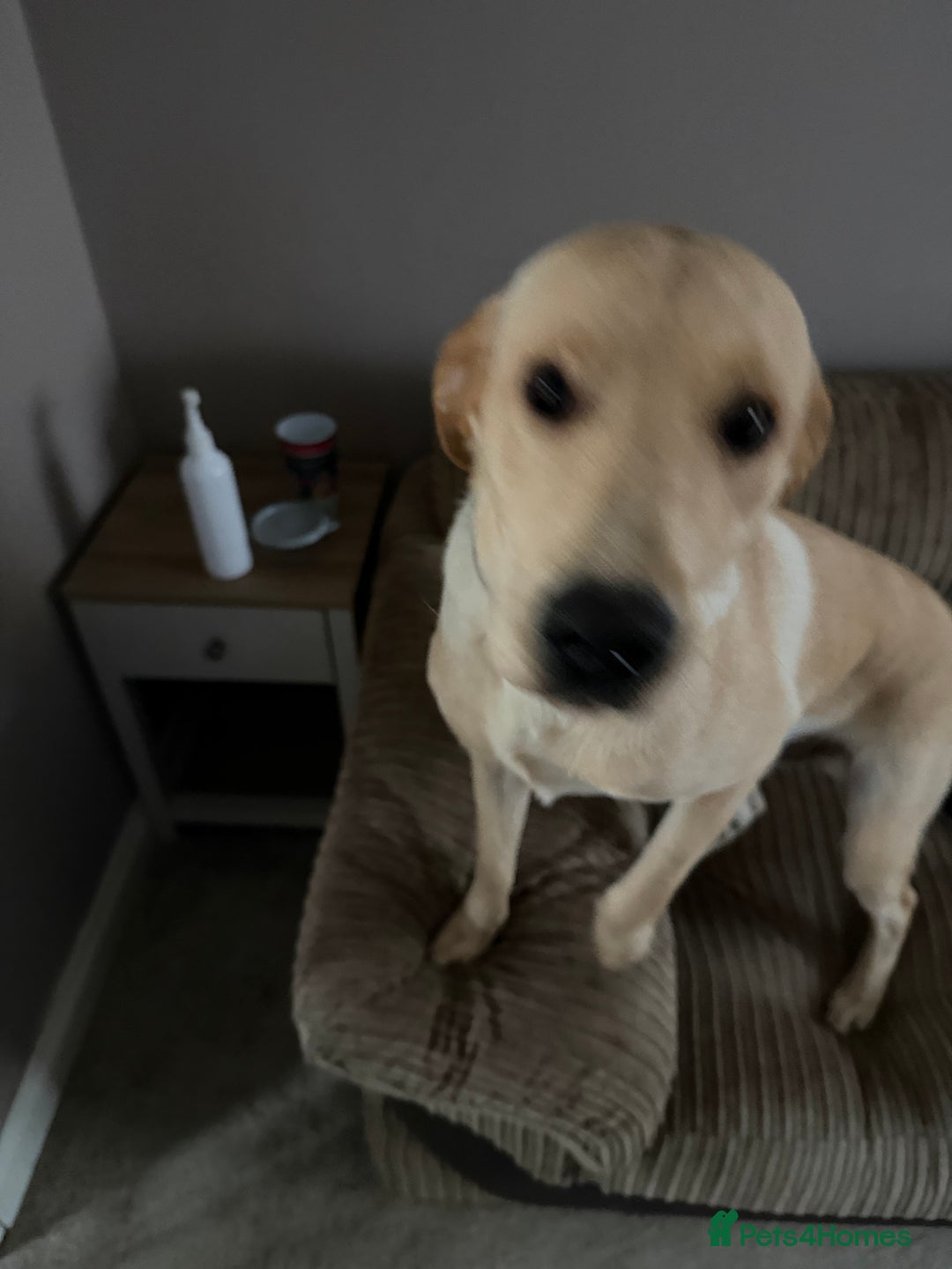 Labrador Retriever dogs for sale: Labrador 10 months old puppy  - Advert 1