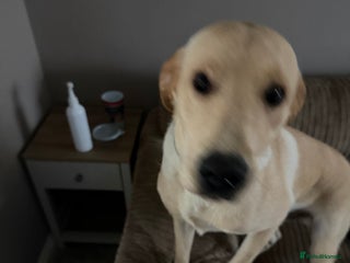 Labrador Retriever dogs Labrador 10 months old puppy - Advert 1