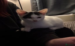 American Shorthair cats for sale: Mr Rhys  - Image 3