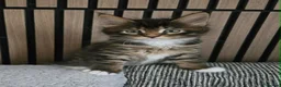 Maine Coon cats for sale: 1 TICA registered Maine Coon boy. - Advert 7
