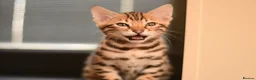 Bengal cats for sale: Registered pedigree bengal kittens - Advert 15
