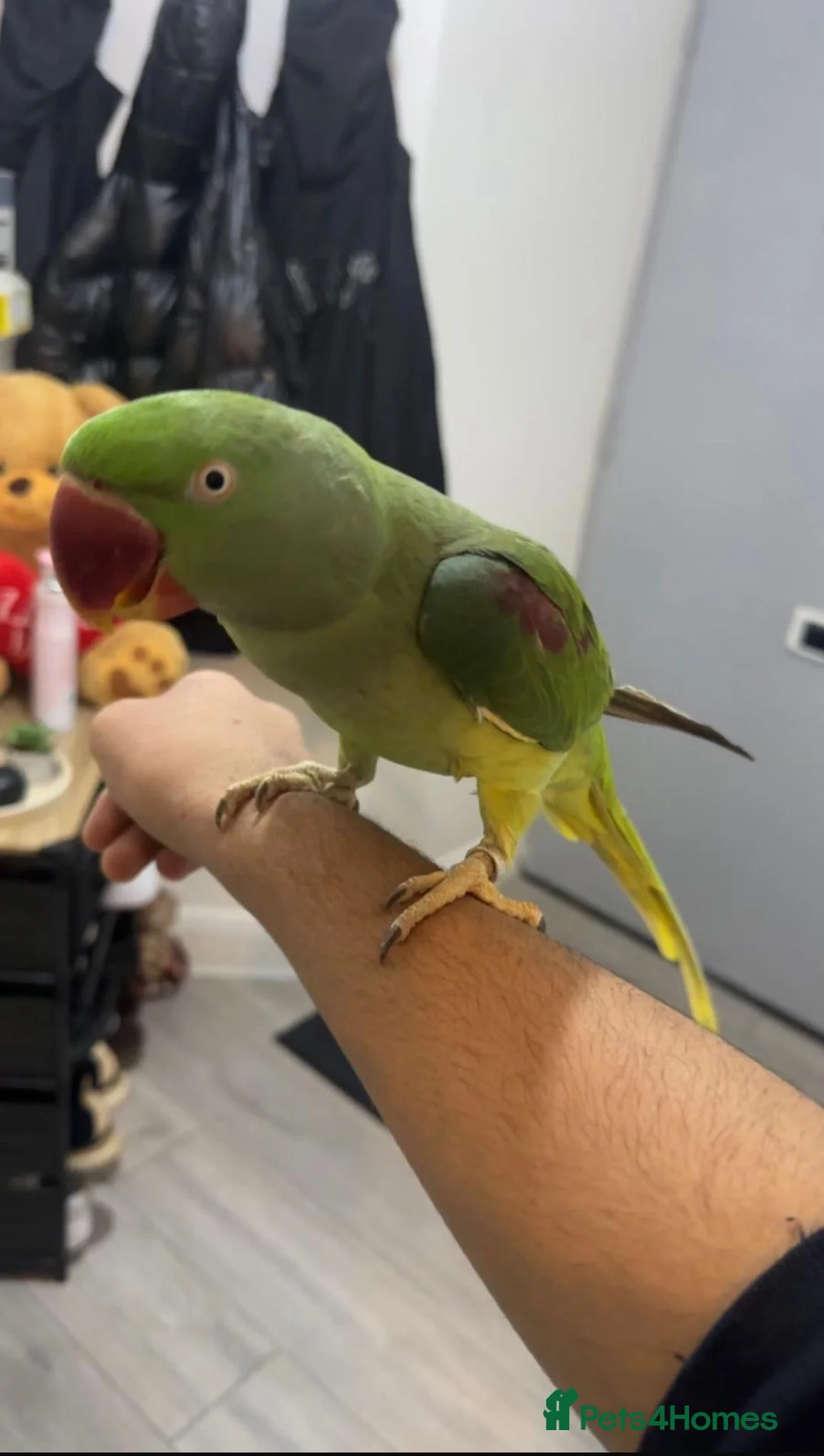 Parakeets birds for sale: Talking alexandria Parrot in Wembley - Advert 1