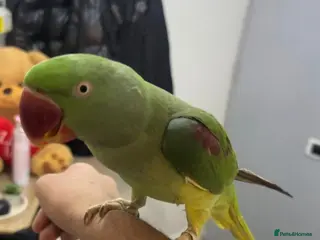 Parakeets birds Talking alexandria Parrot - Advert 2