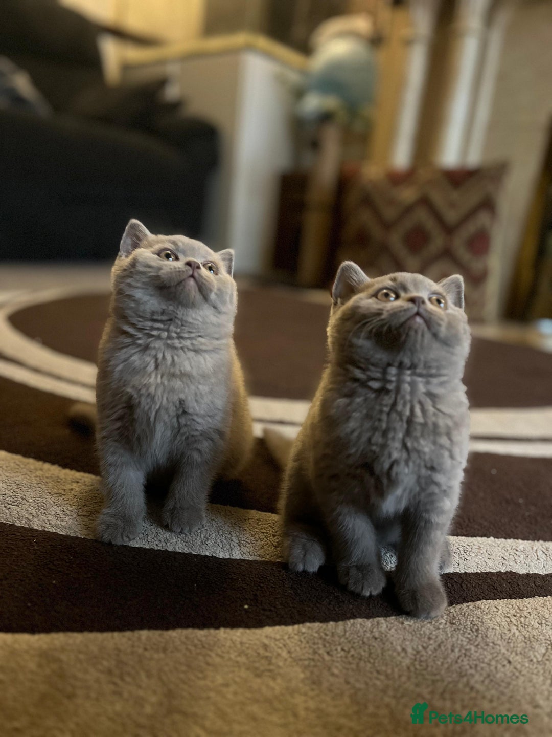 British Shorthair cats for sale: 1 beautiful BSH pedigree girl remaining🐾  - Advert 4