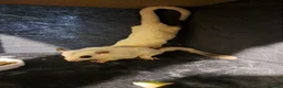 Sugar Glider rodents for sale: 3 male sugar gliders  - Advert 4